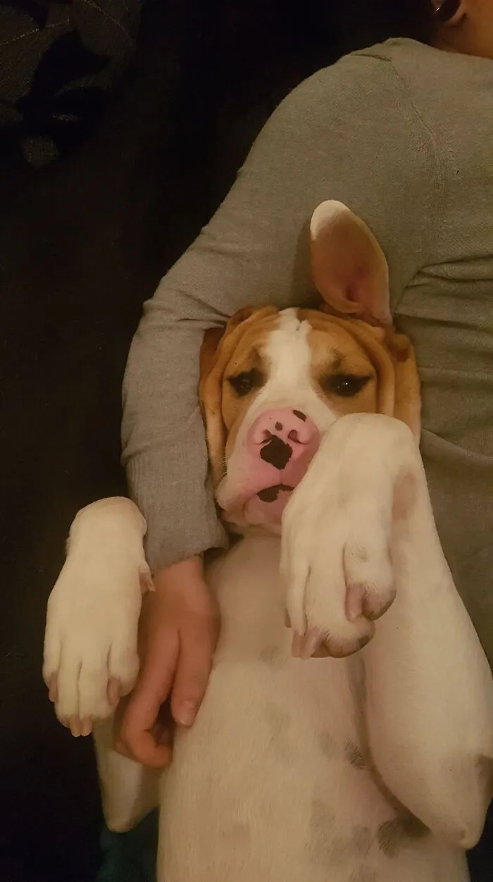 I’m A Bunnydog