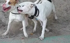 This Is My Cody & You're Gonna Love Him