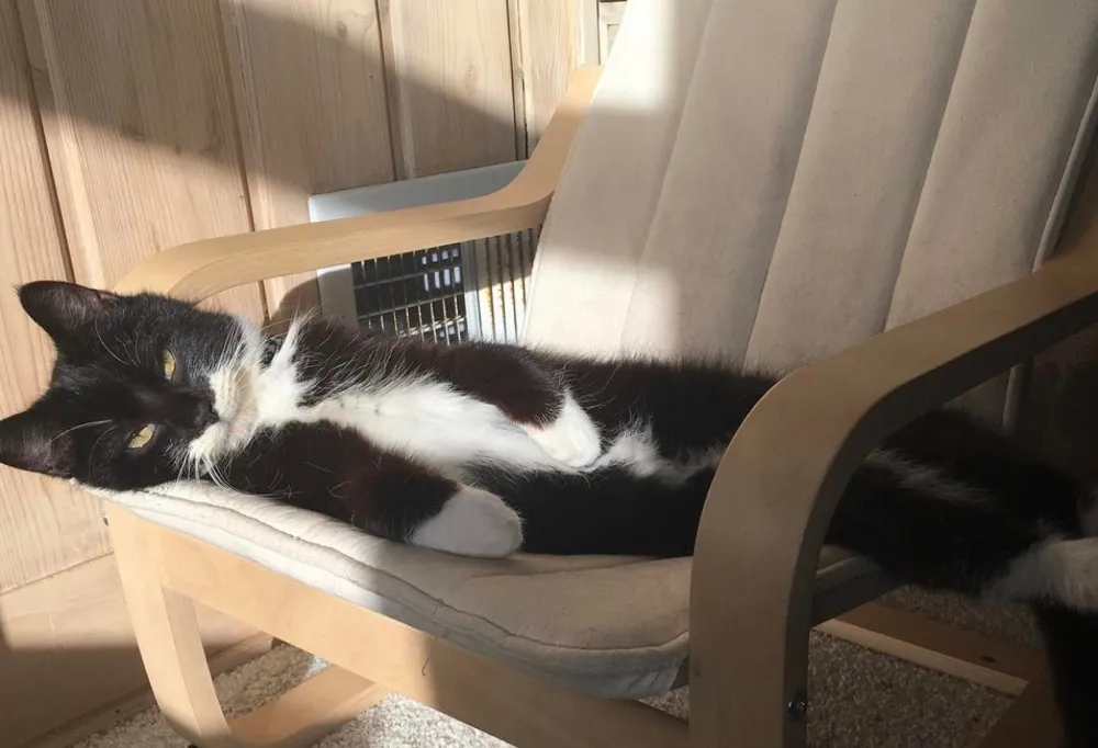 Tuxs First Day In Forever Home