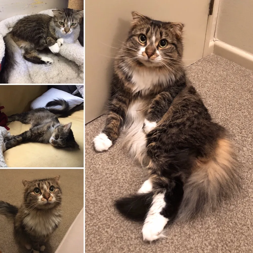 Sparrow The Cinderella Cat