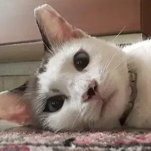 RCat