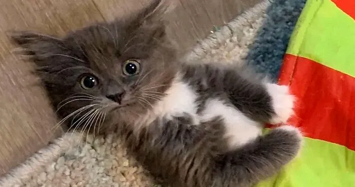 Kitten With Twisted Legs Wins People’s Hearts And Finds Her Forever Home