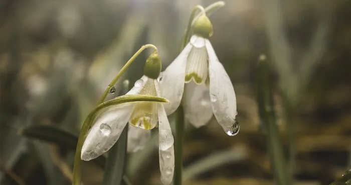 I Captured These 34 Macro Photos Of Flora And Fauna