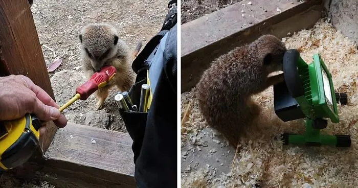 This Dad’s An Electrician In A Zoo And Here’s How He Spent His Morning With A Bunch Of Meerkats