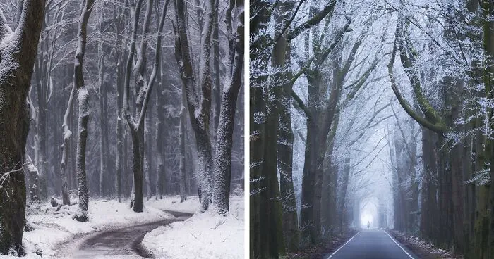 I Photographed Foggy Forest Roads And Paths In The Netherlands During Each Season (30 Pics)