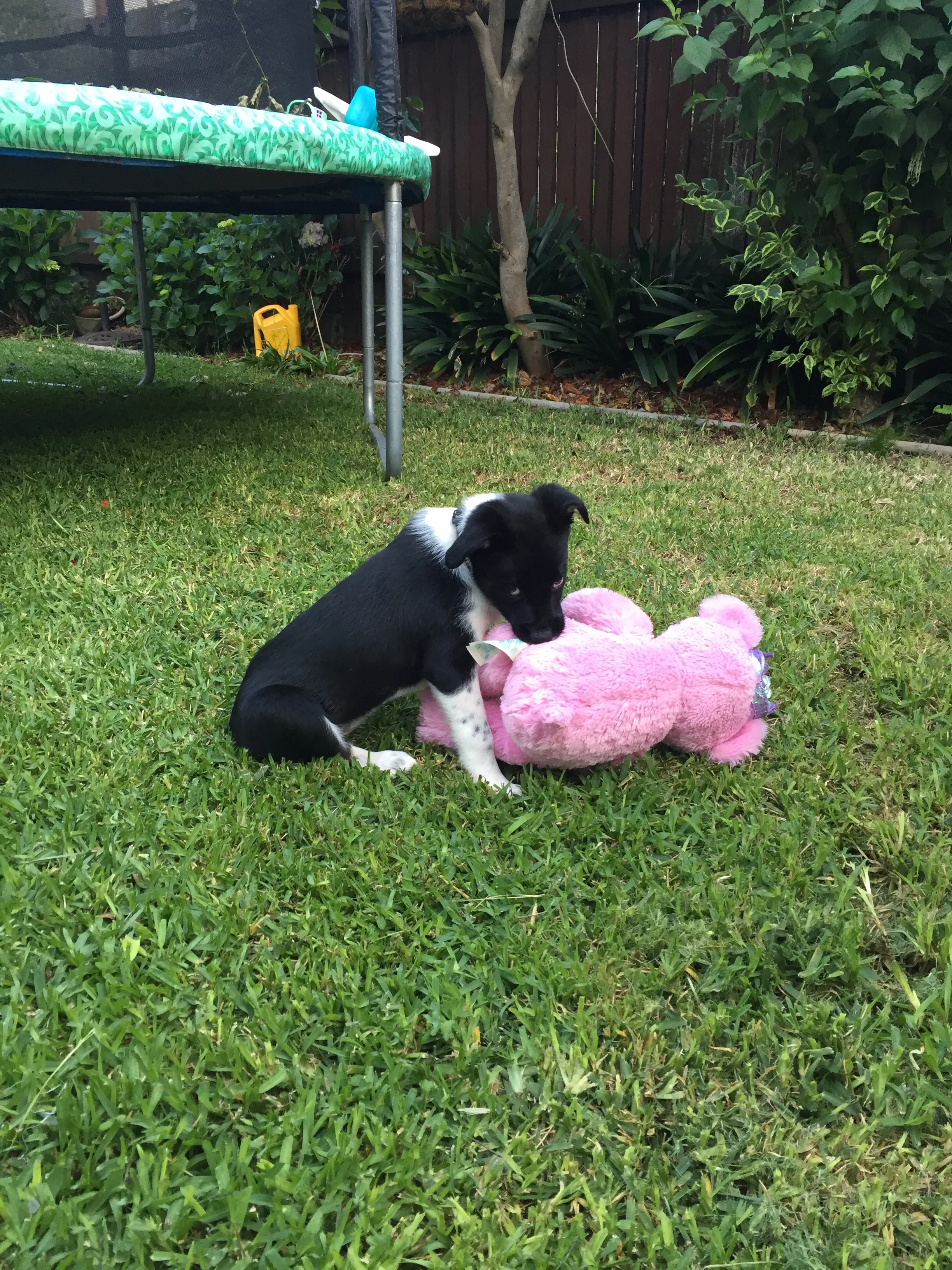 I Used To Be Terrified Of Dogs