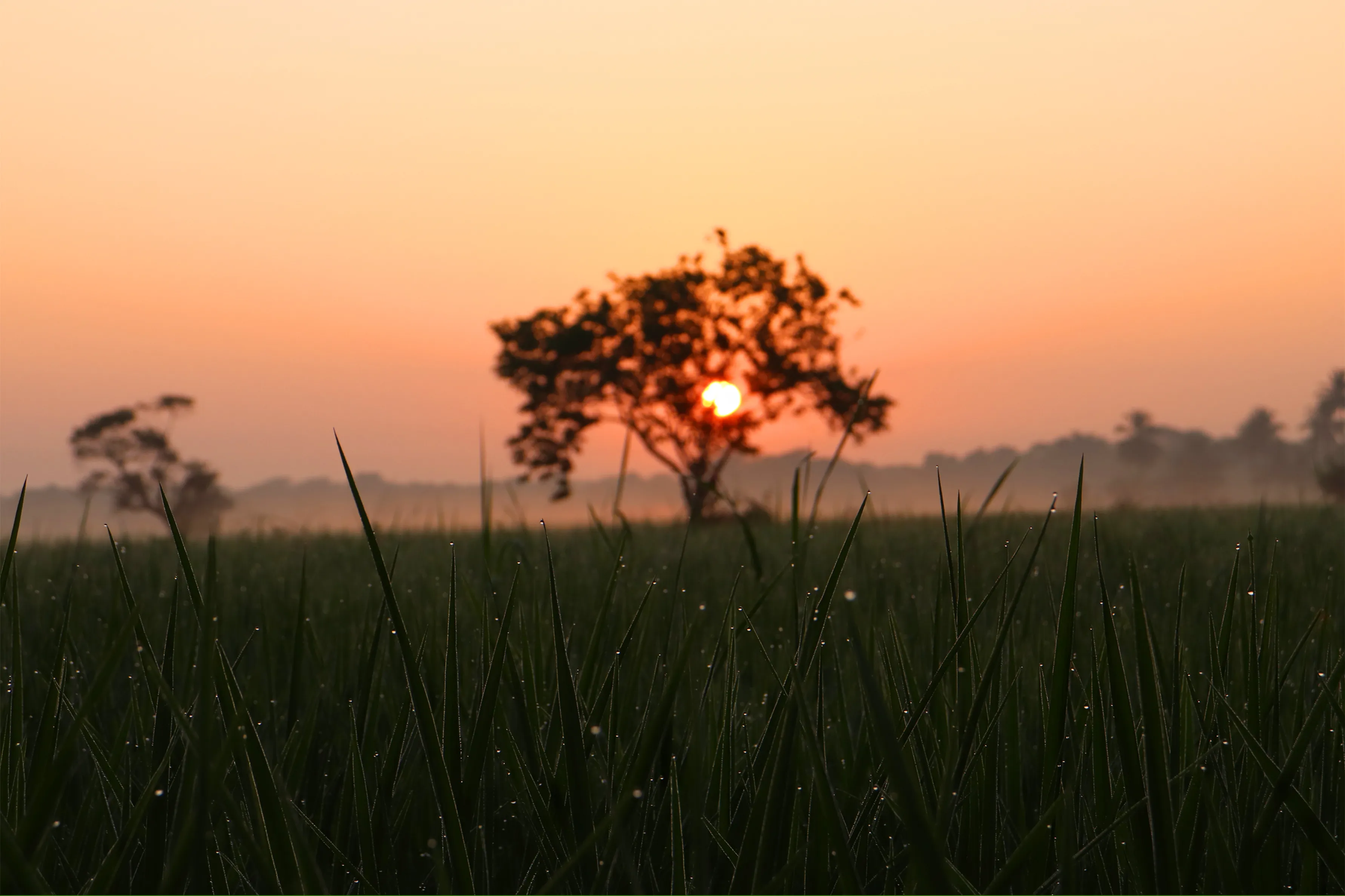 Sunrise At Sri Lanka