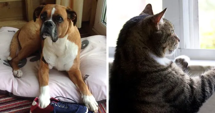 New Law Would Give People Rights To Own Pets In Rented Accommodation, But Landlords Aren't Too Happy About It