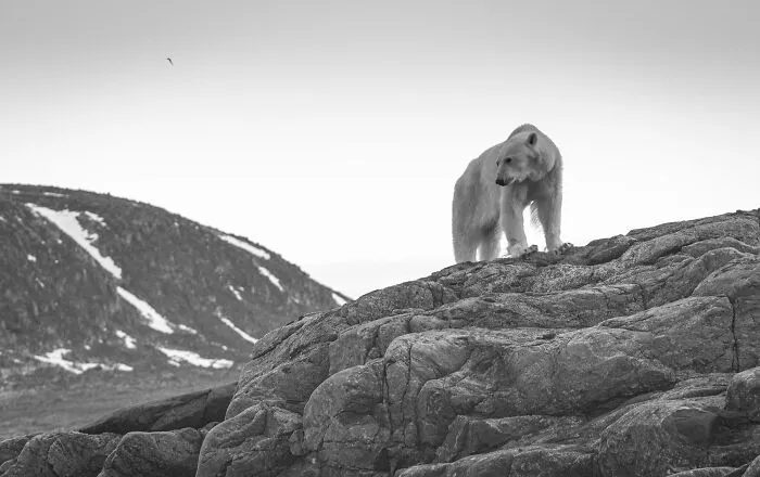 Nominee: Conservation Photographer Of The Year