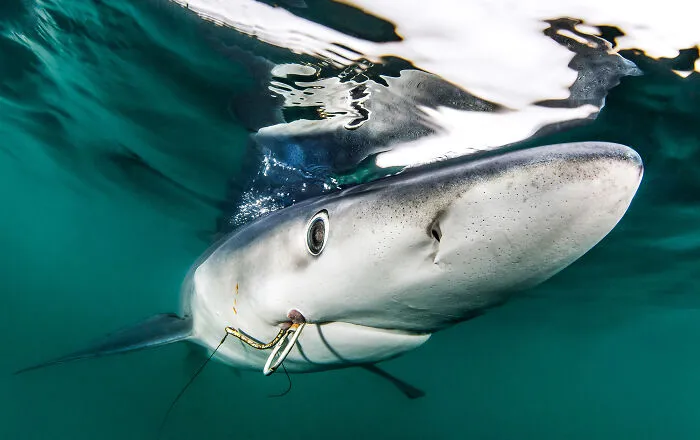 Nominee: Conservation Photographer Of The Year