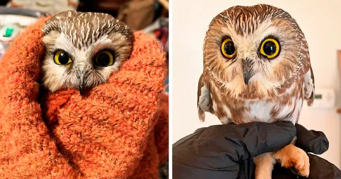 Workers Who Transported This Year's Rockefeller Christmas Tree Found A Tiny Owl Tucked Inside It