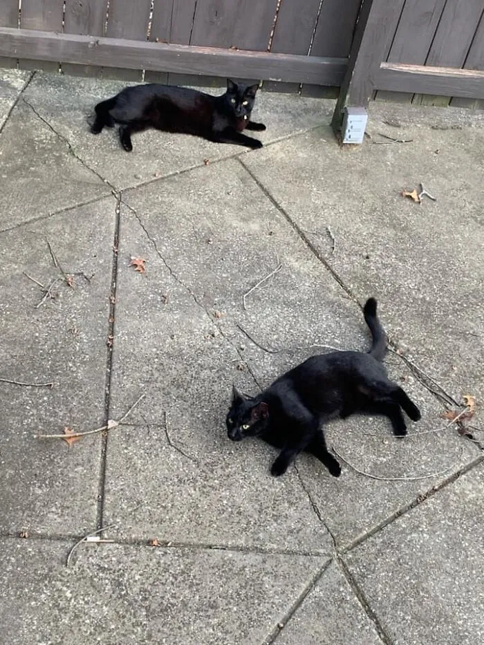 My Wife And I Have One Cat, Named Ursula. She Lives In The House. Neither Of These Kitties Are Ursula