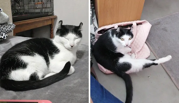 This Is Definitely Not My Cat, Even Though She Really Really Acts Like It.