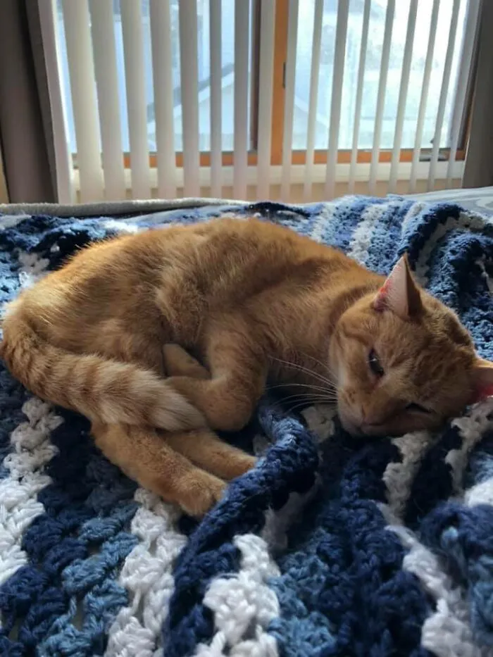 My Bed. Not My Cat