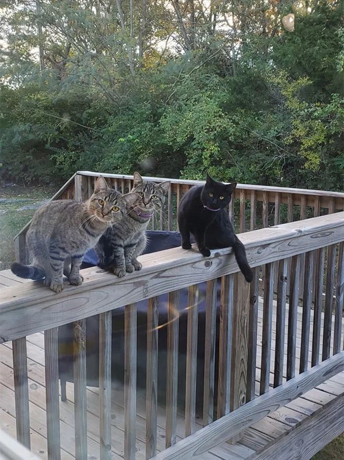 Doing Dishes And Glance Out The Window  These Are Not My Cats