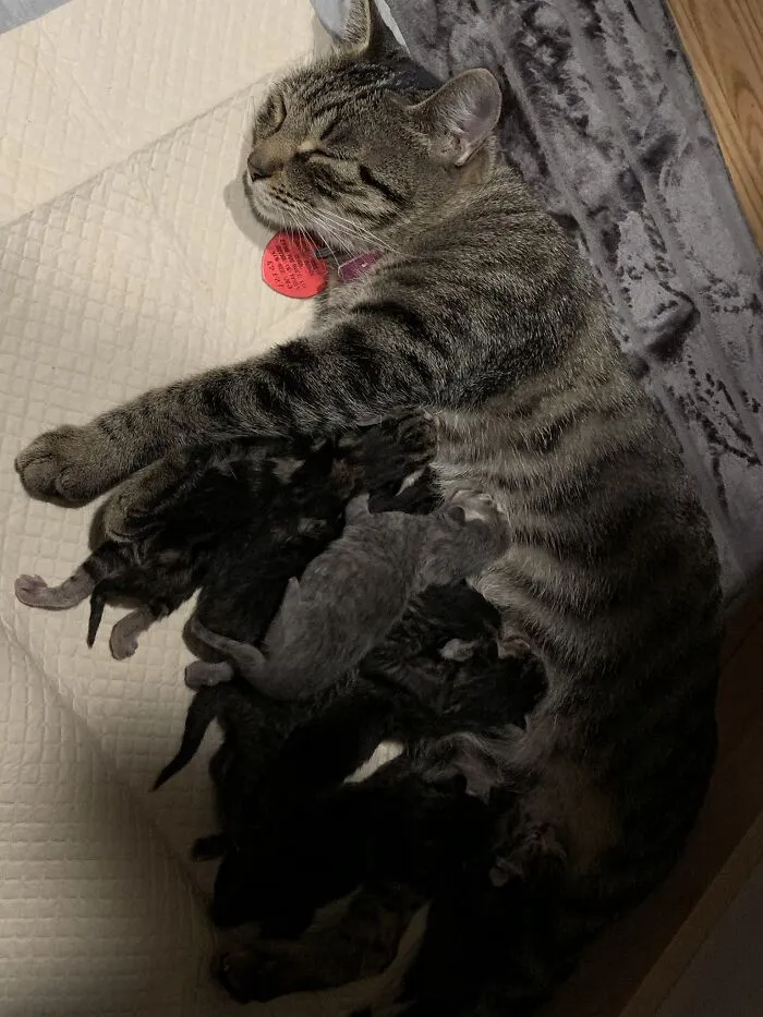 Not My Cat Provided Me With 13 Not My Kittens This Year.  She Is Now Not My Spayed Cat