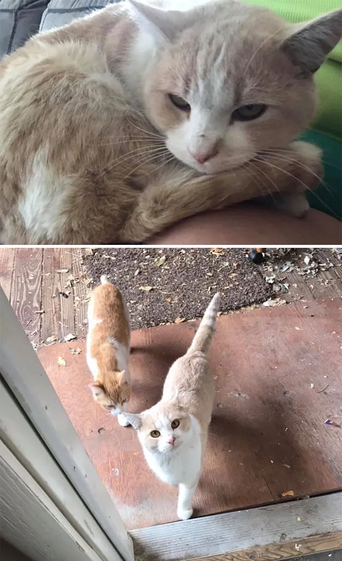 My Cat Is Trying To Move His Friend In