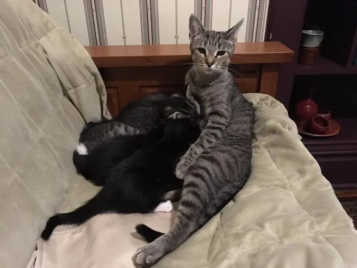 My House, My Couch, Not My Cat(S) - At The Time The Picture Was Taken