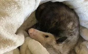 45 Of The Best 'My House, Not My Cat' Moments That Have Ever Happened To Humans (New Pics)