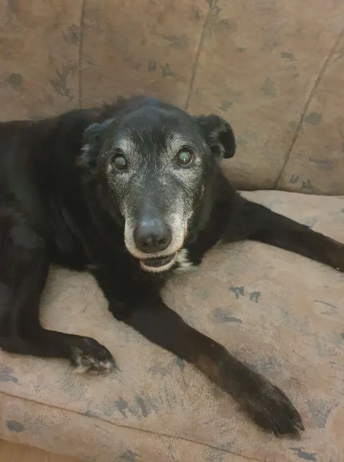 My Hooman Says I Need To Be Shamed Because I Like To Sit On My Couch And Bark So My People Will Come And See Me. I Don't See Anything Wrong With This I Am A Distinguished Older Gentleman And Should Be Treated As Such