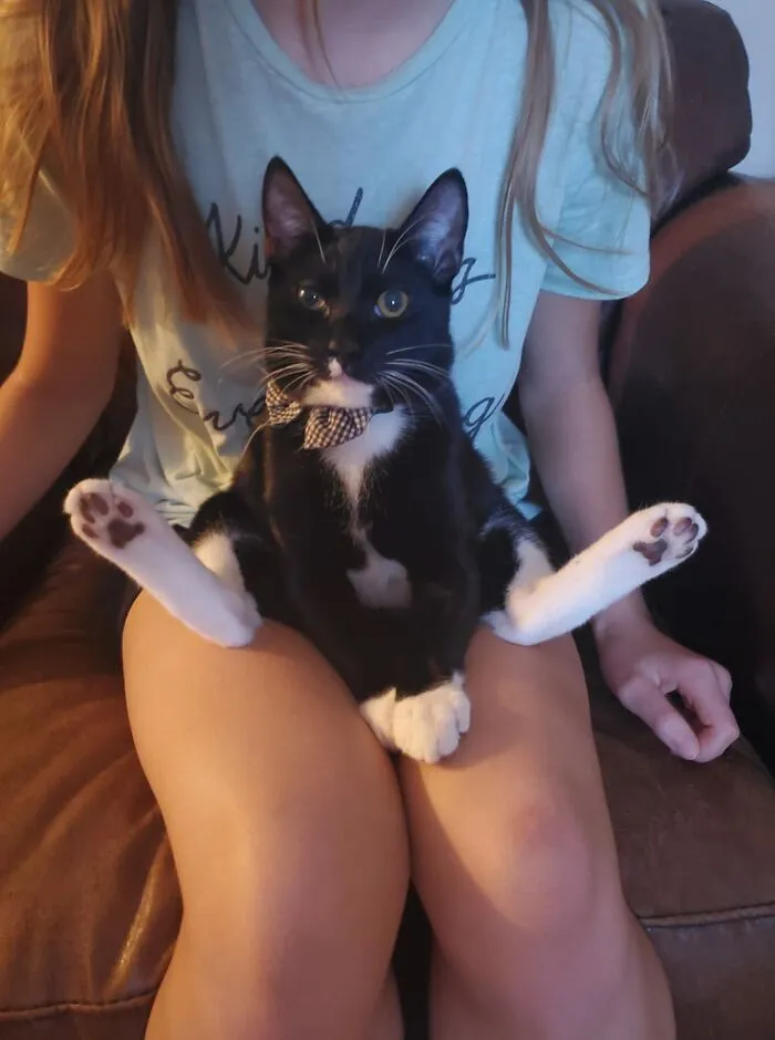 Can Someone Please Tell Kevin He's A Cat