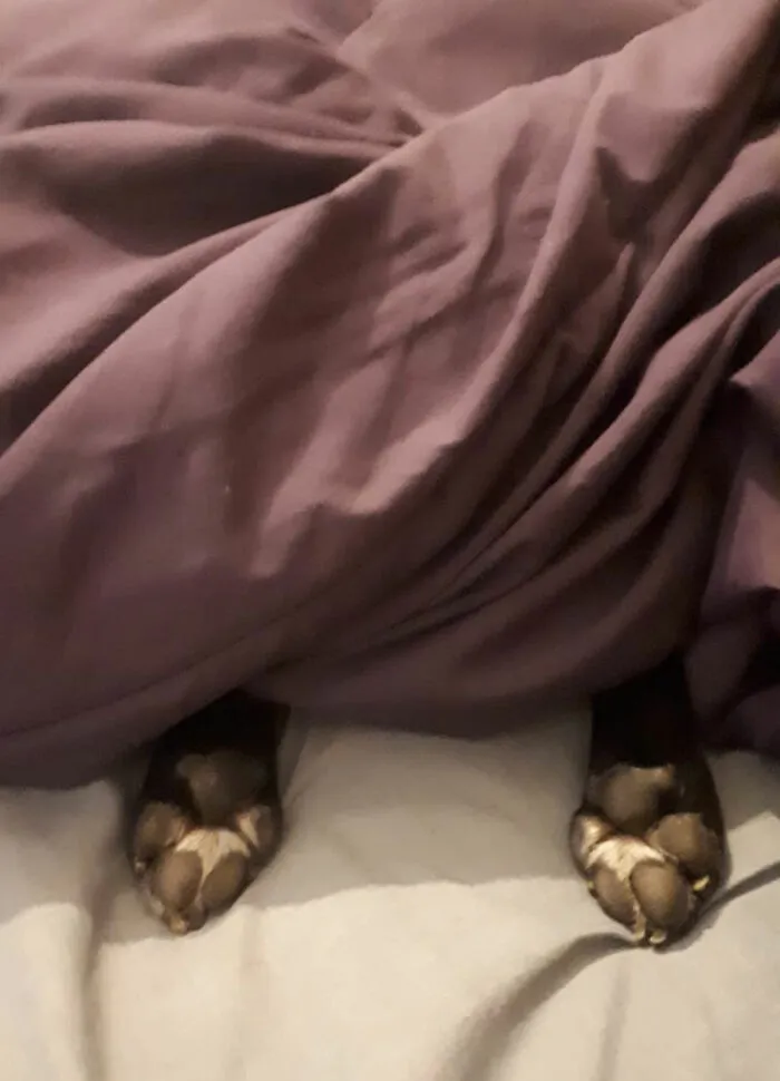 When You Spend Ages Looking For The Dog Who Has Already Gone To Bed Without You.. And Just Ignores Your Calls