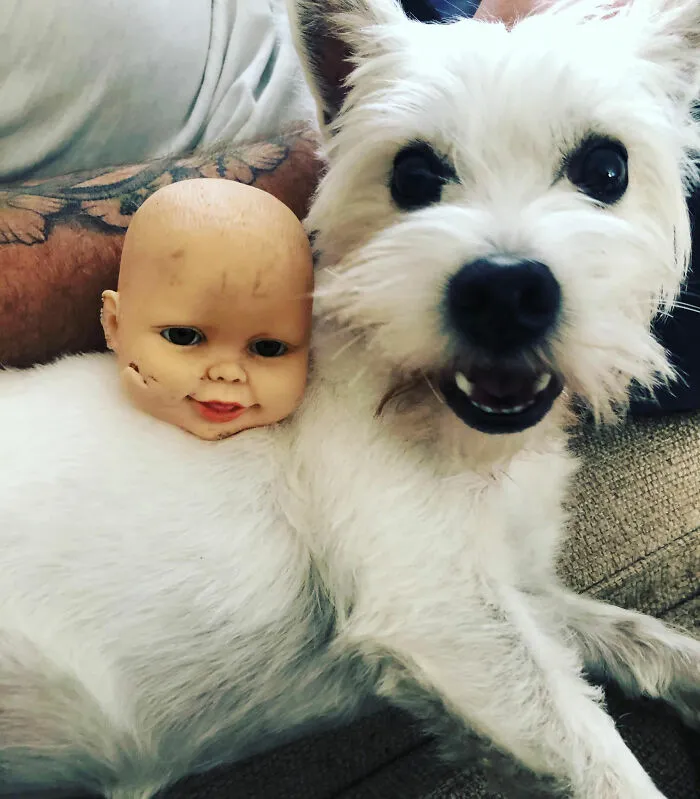Se encontró esta cabeza durante un paseo y se la trajo a casa, ahora es su juguete favorito