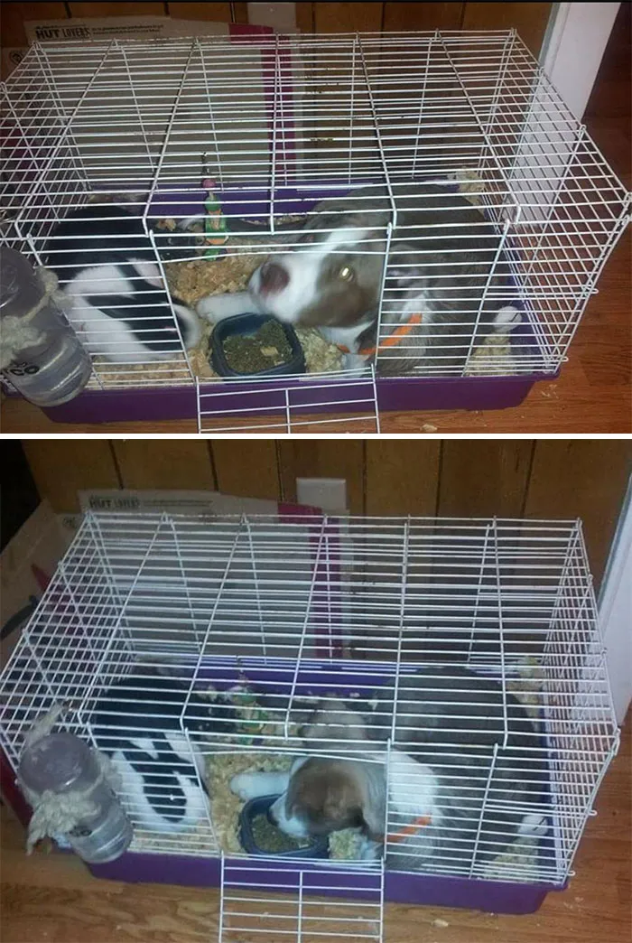 Max se quiere hacer amigo del conejo, así que se convirtió en conejo