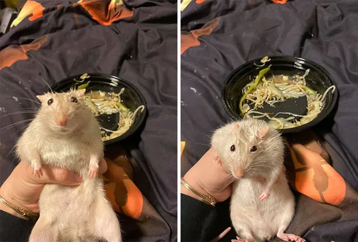 Intenté robar la comida china de mi dueña y acabé empapado