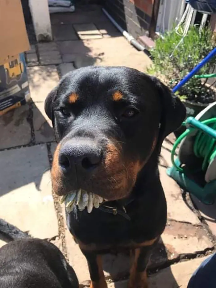 I Don’t Know Who’s Been Eating All The Flowers!!! Honestly