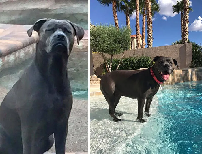 The Look Bella Gives When She Is Told No She Can’t Go Swimming Compared To The Look She Gives When She Is Told Yes