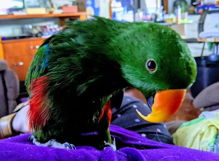 My Name Is Kai And I'm From Australia, My Mummy Says I Should Be Ashamed.....today The Old Man Who Lives Next Door Was Making Lots Of Noise So I Yelled Out Very Loudly " Shut Up!" Followed Closely By F*** Off