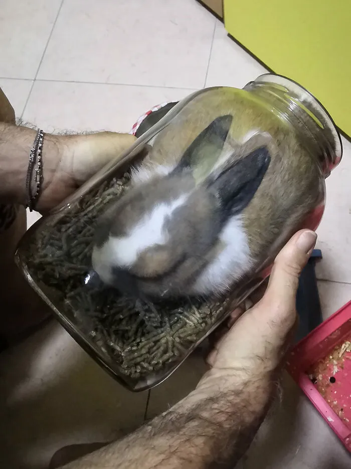 Se ha metido en el tarro de pienso y no podía salir