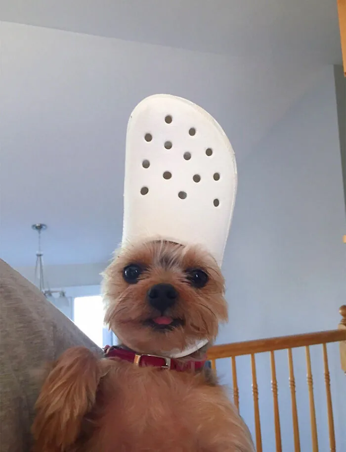 A Slipper On Your Pet's Head Can Make Them Look Like The Pope, And Here Are 30 Pics To Prove It