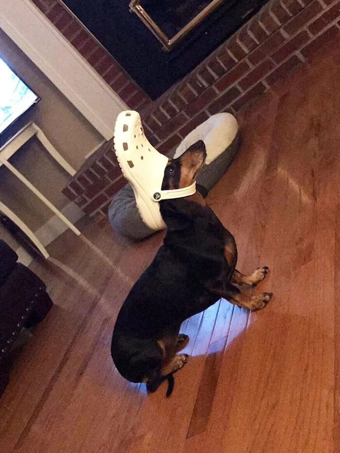A Slipper On Your Pet's Head Can Make Them Look Like The Pope, And Here Are 30 Pics To Prove It