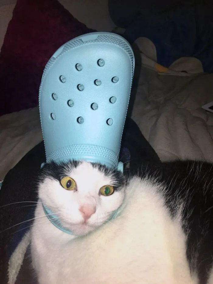A Slipper On Your Pet's Head Can Make Them Look Like The Pope, And Here Are 30 Pics To Prove It
