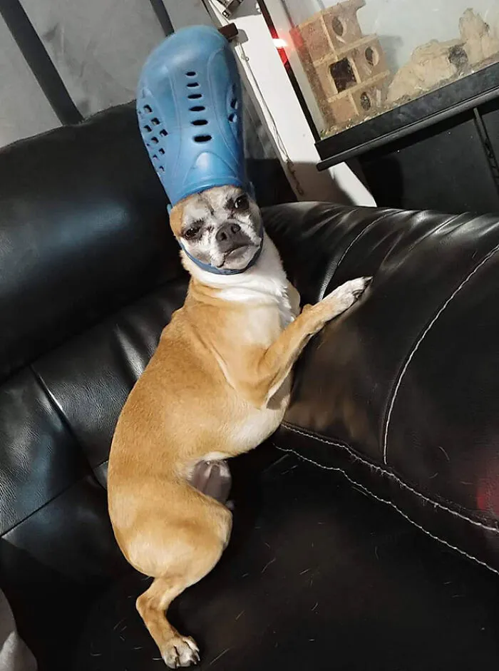 A Slipper On Your Pet's Head Can Make Them Look Like The Pope, And Here Are 30 Pics To Prove It