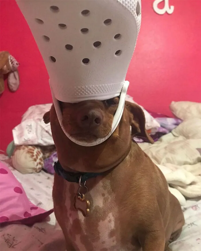 A Slipper On Your Pet's Head Can Make Them Look Like The Pope, And Here Are 30 Pics To Prove It