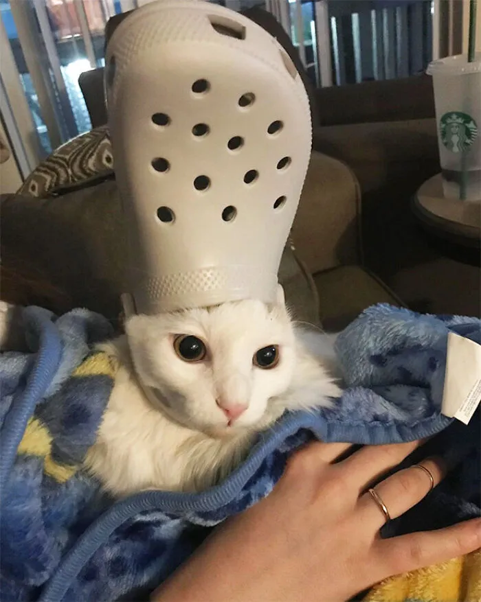 A Slipper On Your Pet's Head Can Make Them Look Like The Pope, And Here Are 30 Pics To Prove It