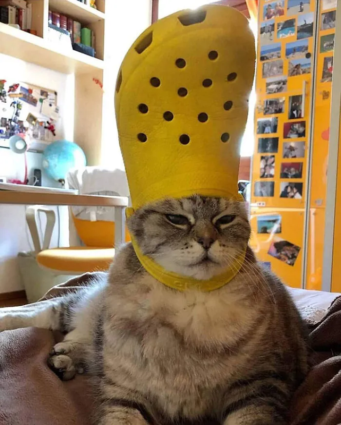 A Slipper On Your Pet's Head Can Make Them Look Like The Pope, And Here Are 30 Pics To Prove It