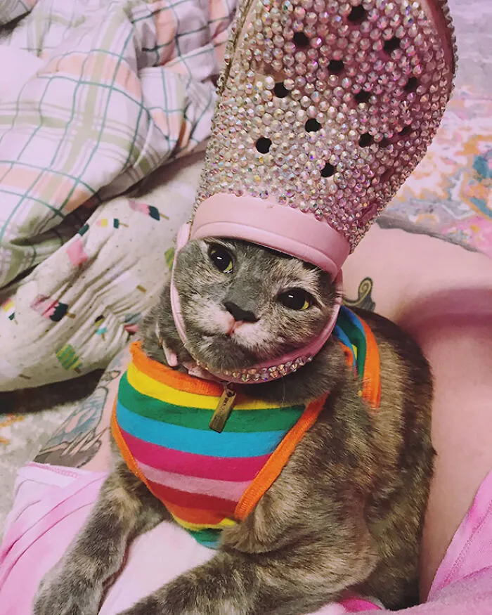 A Slipper On Your Pet's Head Can Make Them Look Like The Pope, And Here Are 30 Pics To Prove It