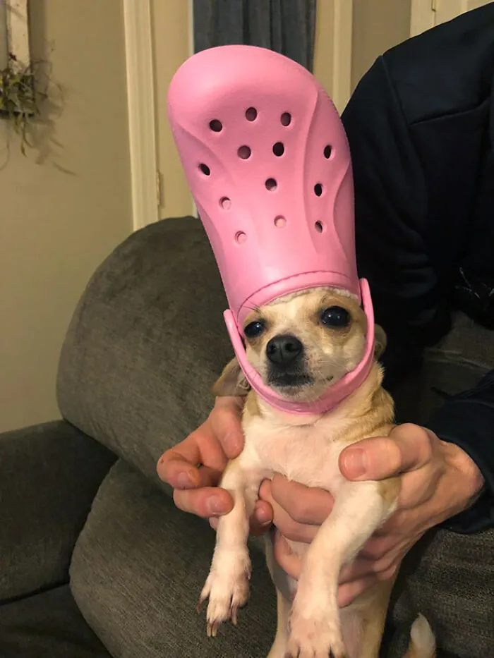 A Slipper On Your Pet's Head Can Make Them Look Like The Pope, And Here Are 30 Pics To Prove It