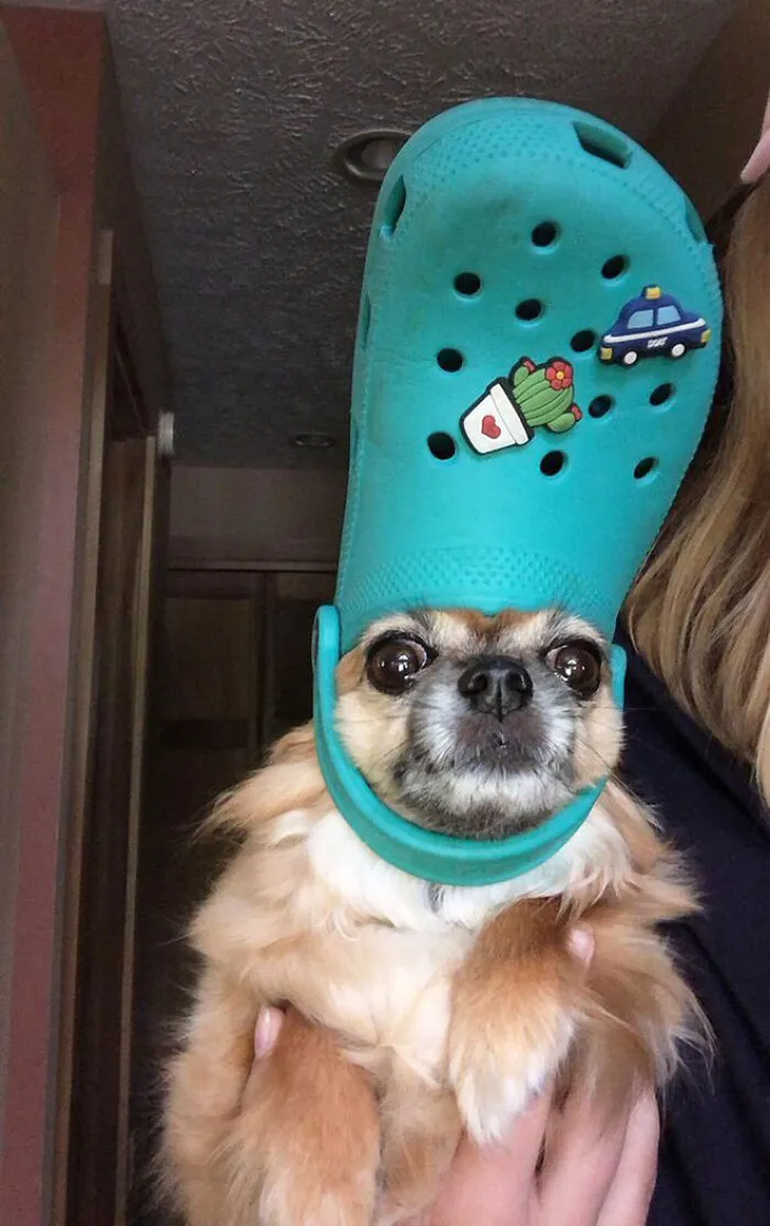 A Slipper On Your Pet's Head Can Make Them Look Like The Pope, And Here Are 30 Pics To Prove It