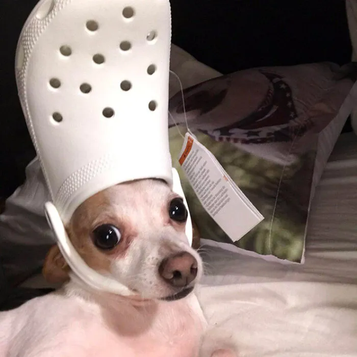 A Slipper On Your Pet's Head Can Make Them Look Like The Pope, And Here Are 30 Pics To Prove It