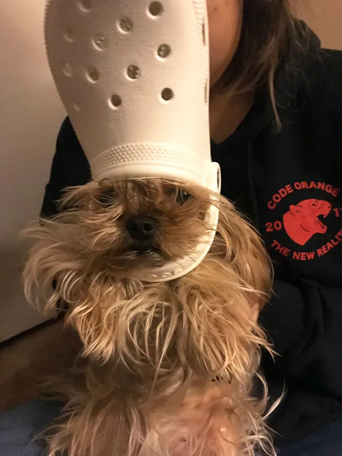 A Slipper On Your Pet's Head Can Make Them Look Like The Pope, And Here Are 30 Pics To Prove It
