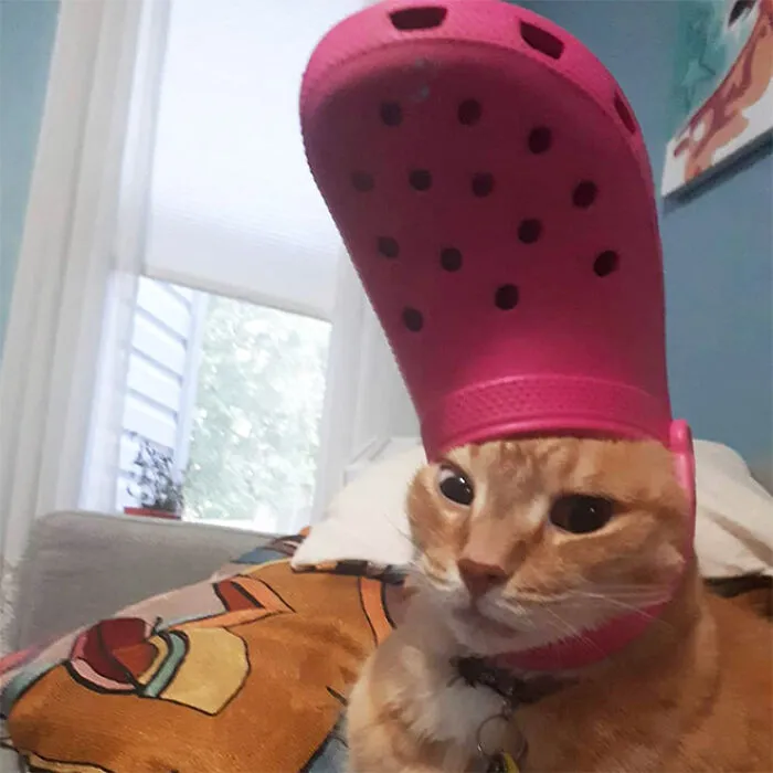 A Slipper On Your Pet's Head Can Make Them Look Like The Pope, And Here Are 30 Pics To Prove It