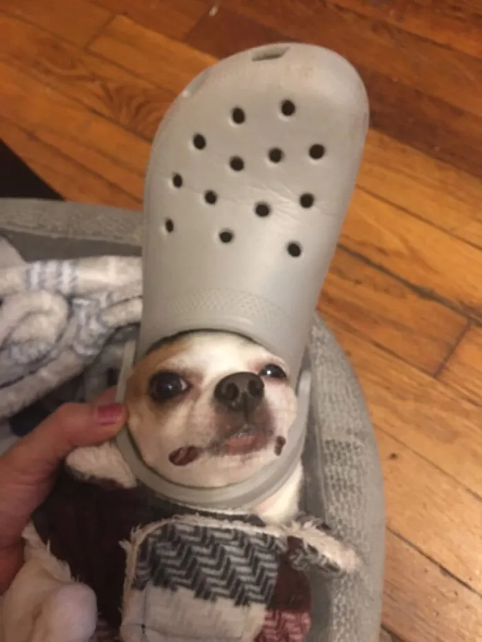 A Slipper On Your Pet's Head Can Make Them Look Like The Pope, And Here Are 30 Pics To Prove It