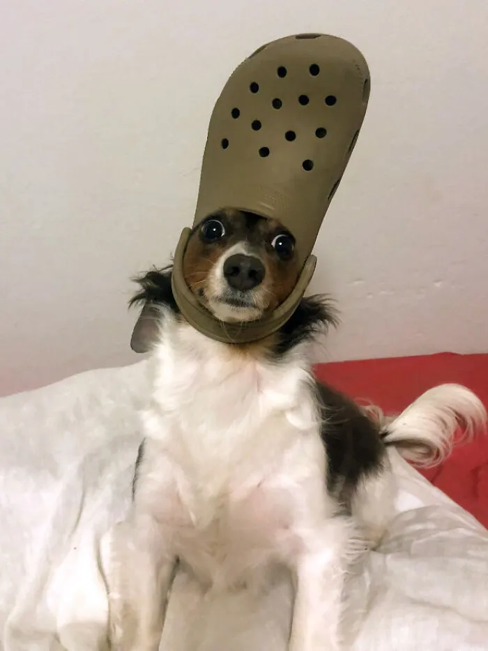 A Slipper On Your Pet's Head Can Make Them Look Like The Pope, And Here Are 30 Pics To Prove It