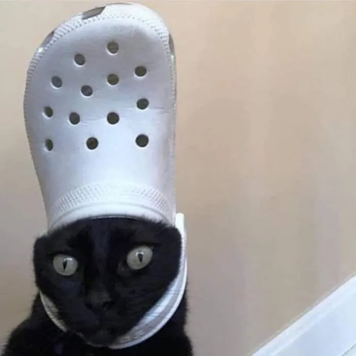 A Slipper On Your Pet's Head Can Make Them Look Like The Pope, And Here Are 30 Pics To Prove It