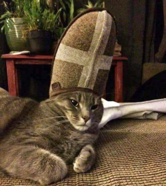 A Slipper On Your Pet's Head Can Make Them Look Like The Pope, And Here Are 30 Pics To Prove It